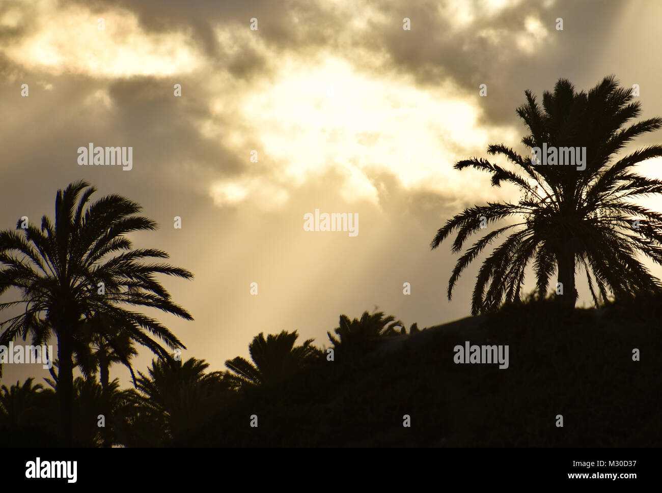 Soulshine Palm main image 1