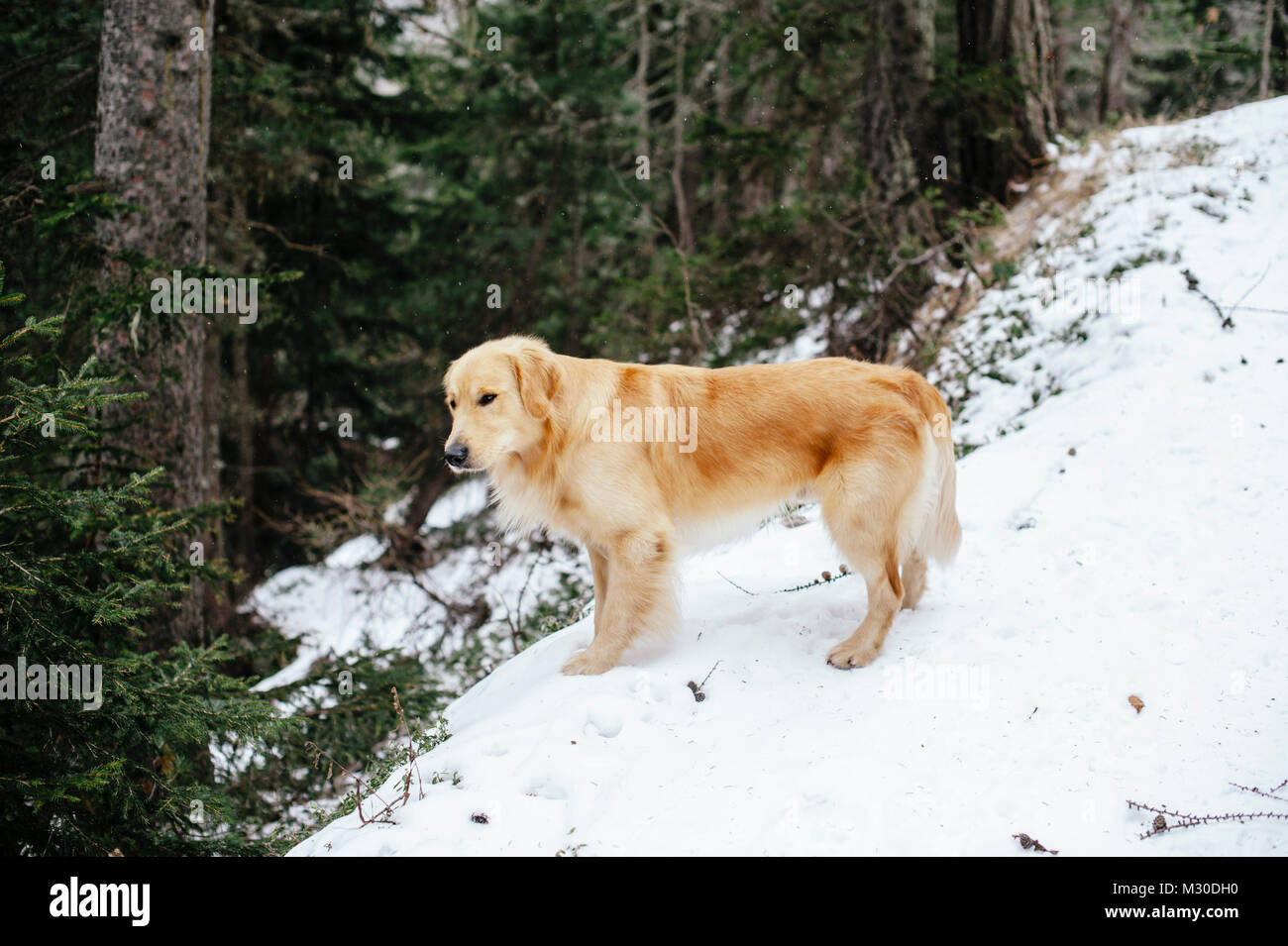 golden retriever dog on the snow in the forest in the mountains during ...
