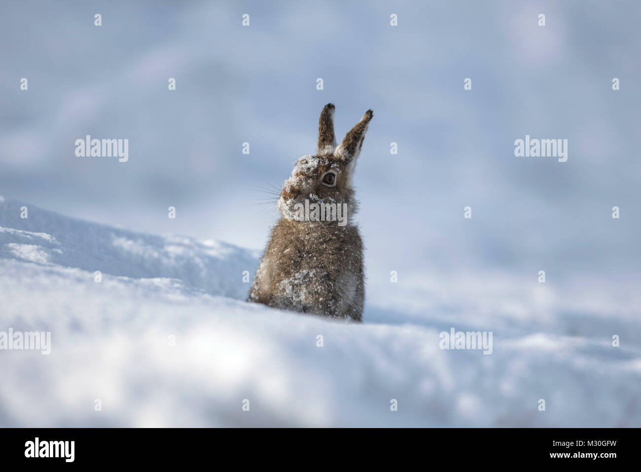 White hare in snow, snow covered face Stock Photo