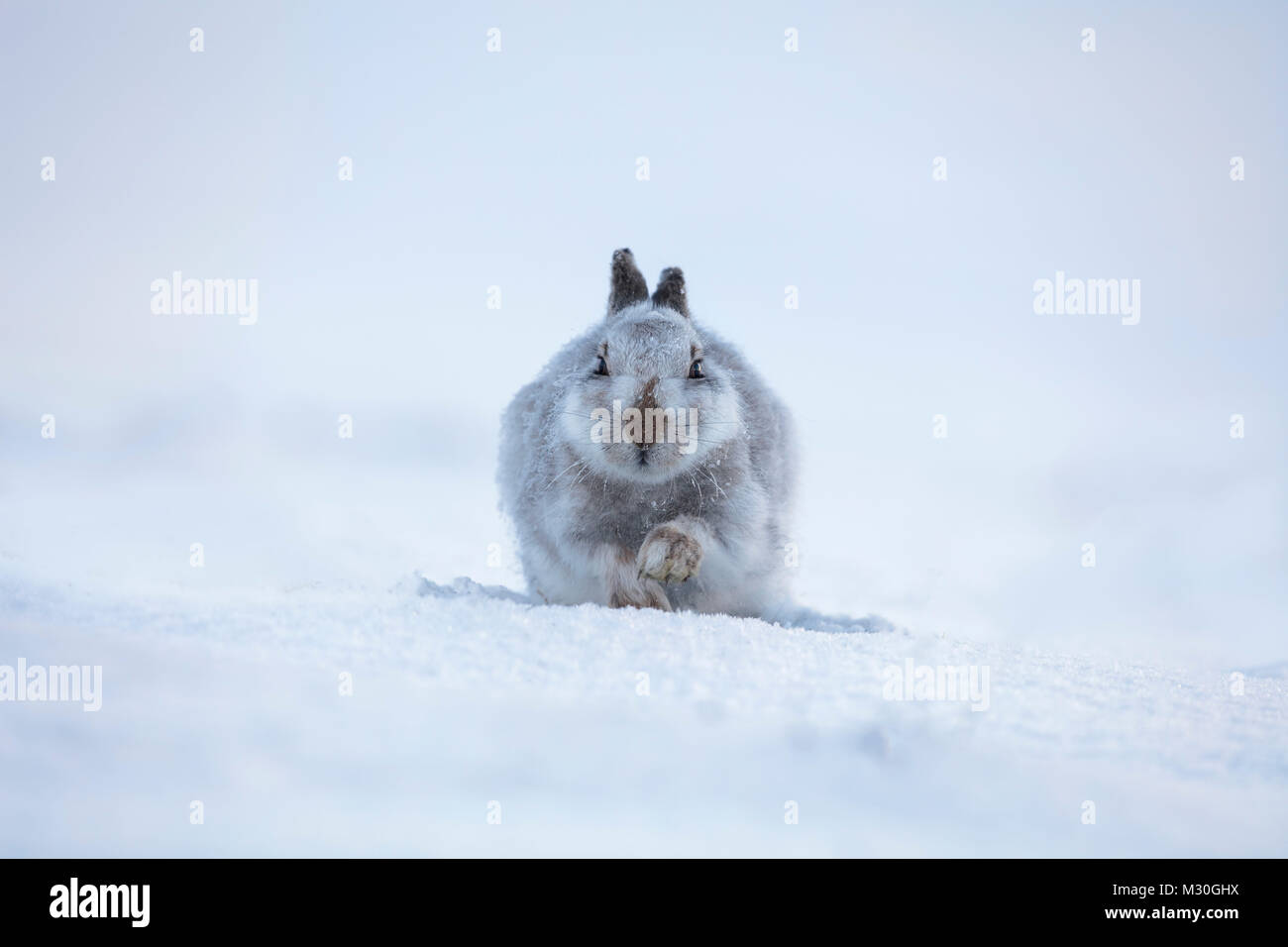 Cute white hare in snow with raised paw Stock Photo
