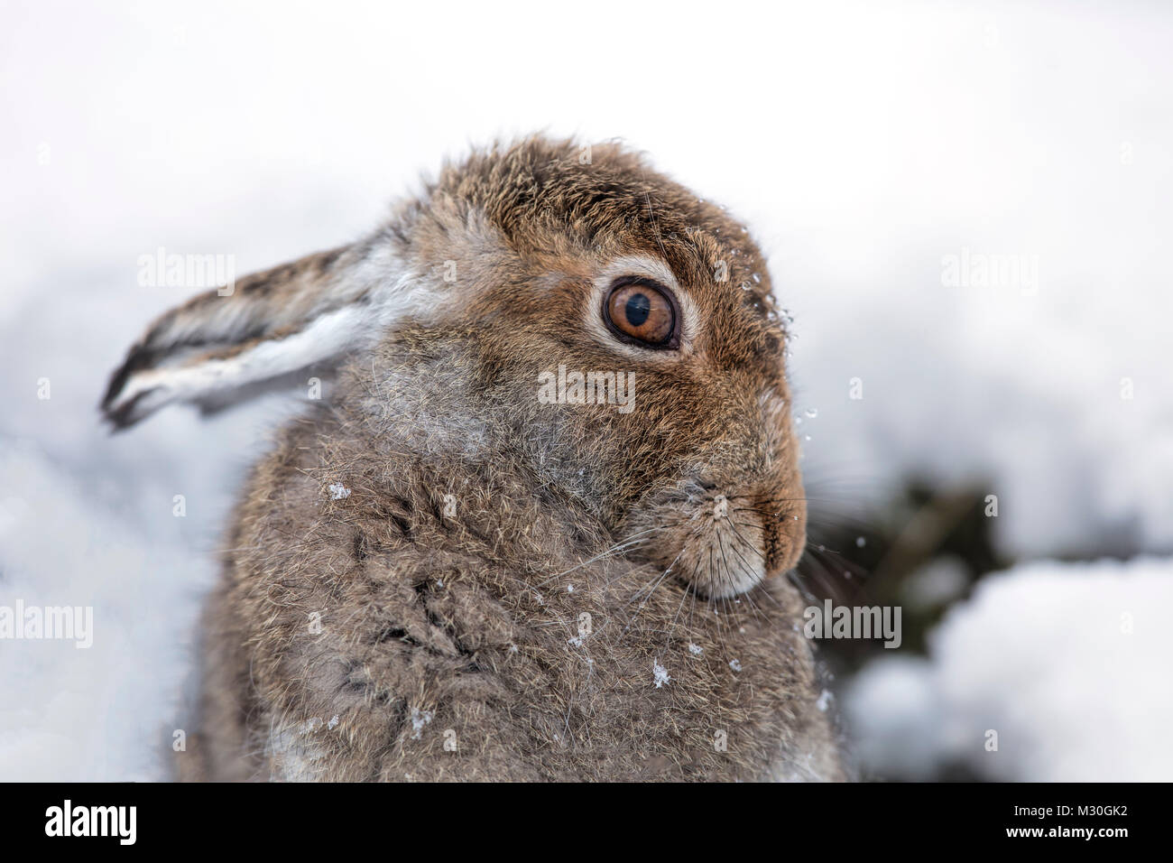 Cute mountain hare looking coy, close up Stock Photo