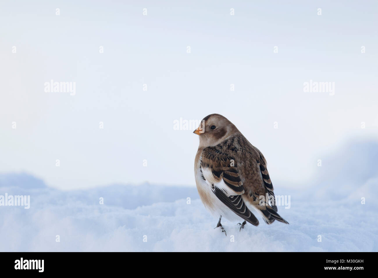 Snow bunting in snow looking over shoulder Stock Photo