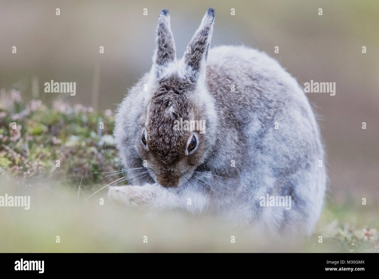 Mountain hare starting to turn to white in Scotland Stock Photo