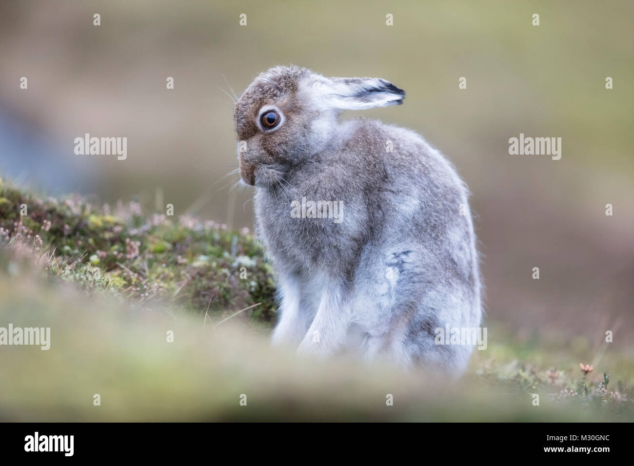 Mountain hare starting to turn to white in Scotland Stock Photo