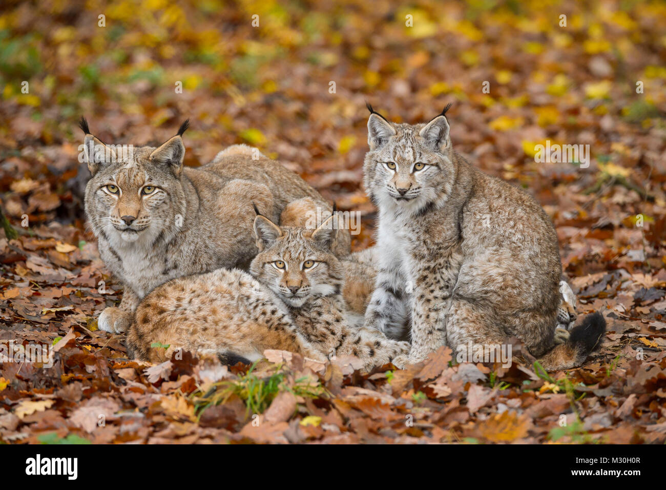 Eurasian Lynx Kitten
