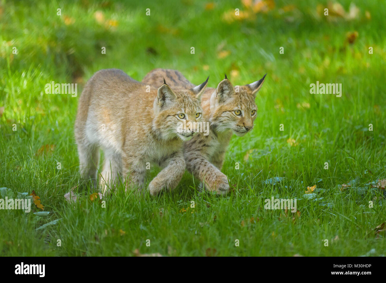Eurasian Lynx, Lynx lynx, Two Kittens, Germany, Europe Stock Photo - Alamy