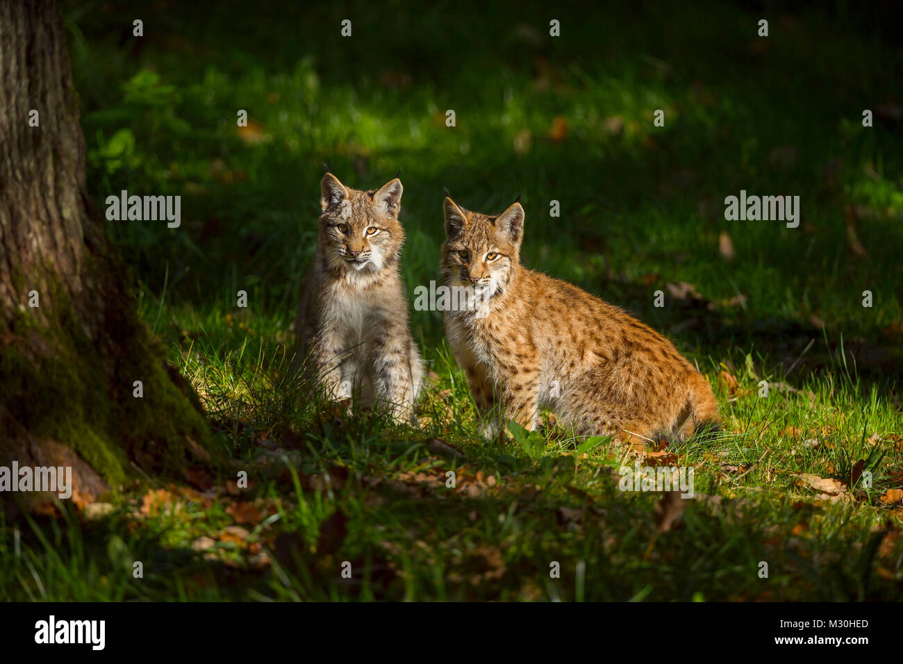 Eurasian Lynx, Lynx lynx, Two Kittens, Germany, Europe Stock Photo - Alamy