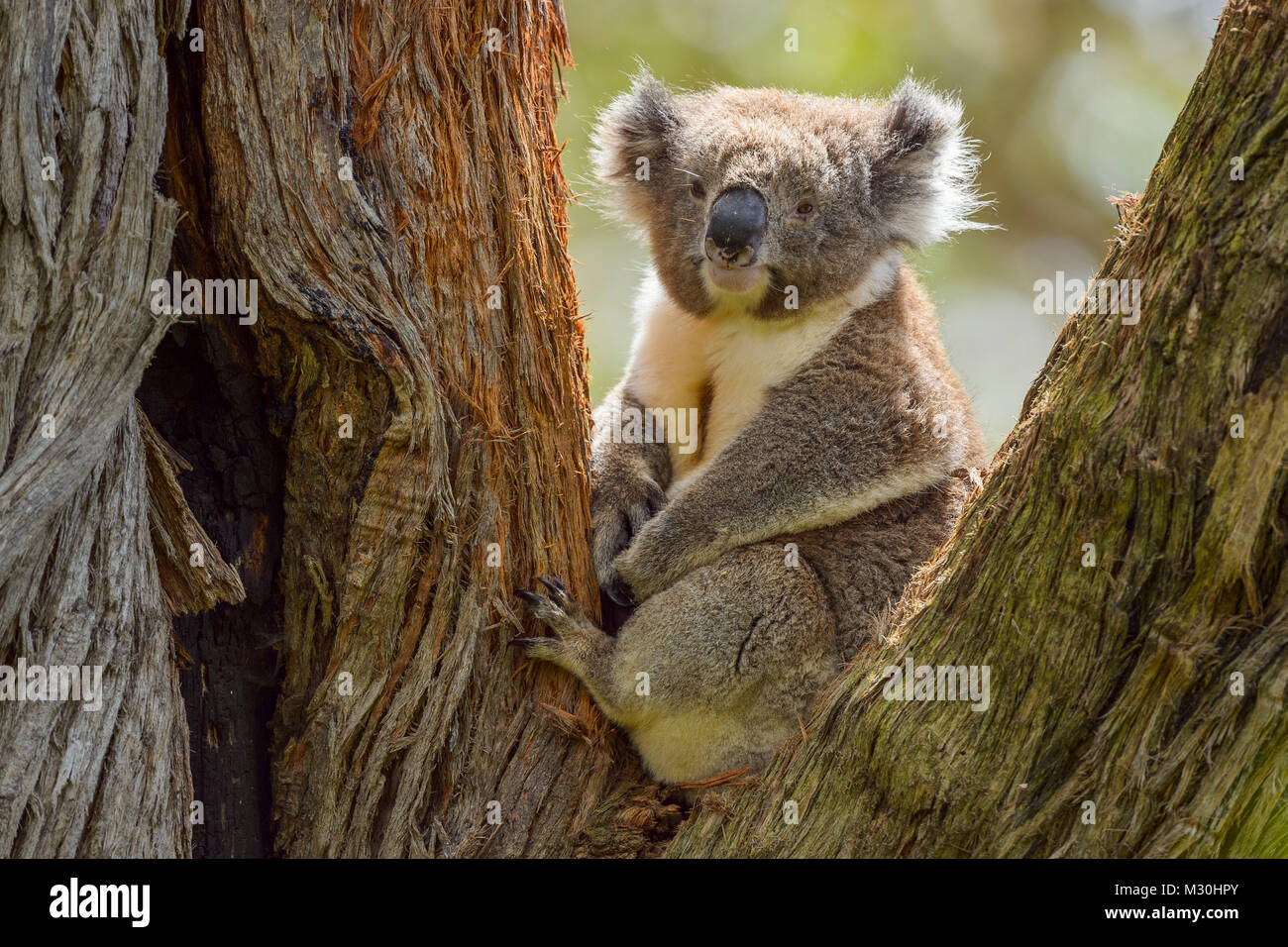 Koala, Phascolarctos cinereus, Sitting in Tree, Victoria, Australia Stock Photo