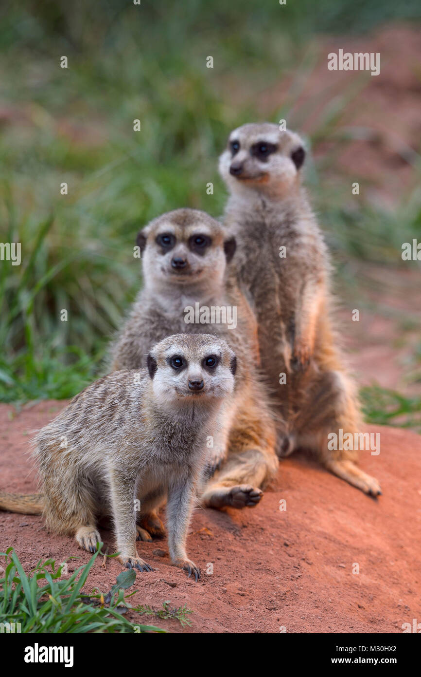 Meerkat, Suricata suricatta, Three Animals Stock Photo