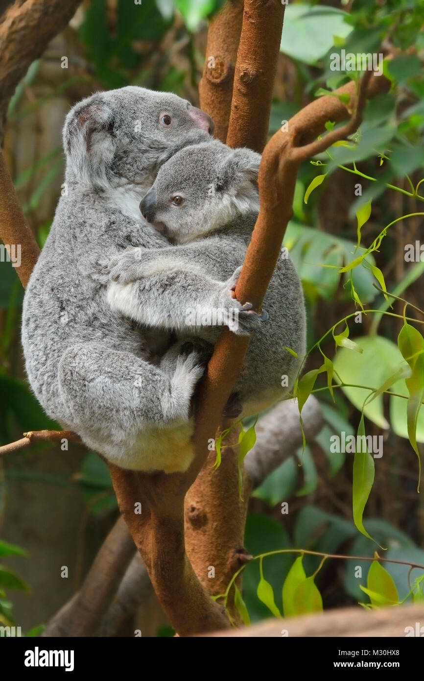 Koala, Phascolarctos cinereus, Mother with Young on Tree, Germany Stock Photo