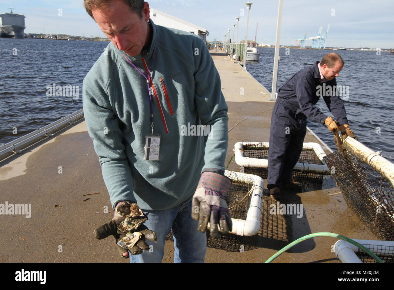 Jeff Swallow and Jason O’Neal of Norfolk District clean Taylor Floats of sea squirts and barnacles. The organisms compete for food of the baby spat oysters housed in the Taylor Floats. Swallow holds adult oyster shells, where new oysters have attached and will continue to grow and cluster. The current native oyster population in the Chesapeake Bay is less than one percent of its original total when English Captain John Smith arrived in Virginia in the early 17th century. He would later describe in his journal that the oysters were as “big as dinner plates.” In a continuing effort to restore th Stock Photo