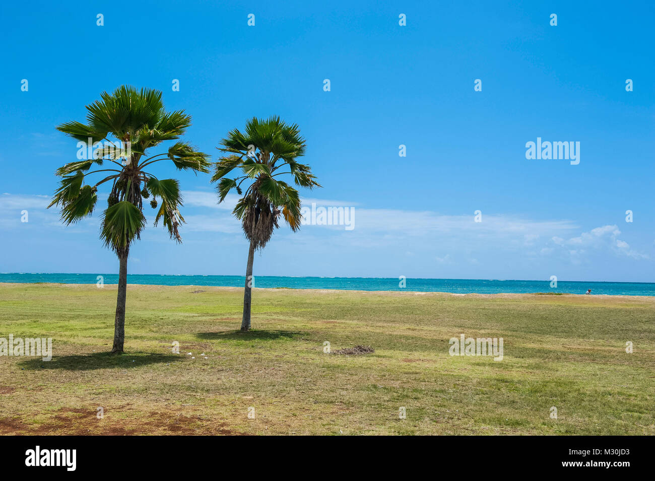 Hawaii beach palm trees hi-res stock photography and images - Alamy