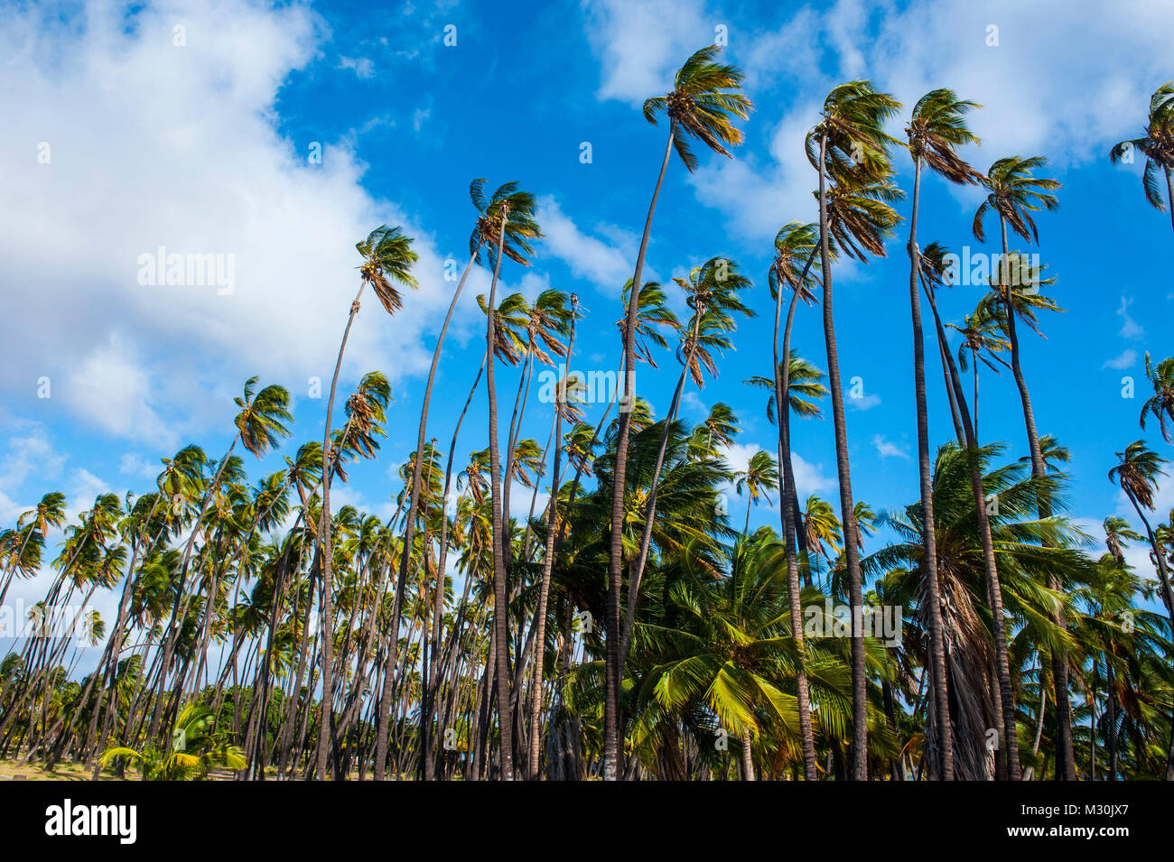 Palm grove in Kaunakakai, island of Molokai, Hawaii Stock Photo Alamy