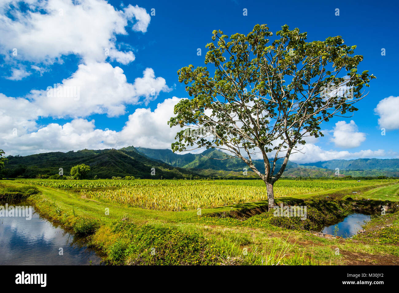 Kauai travel destination hi-res stock photography and images - Alamy