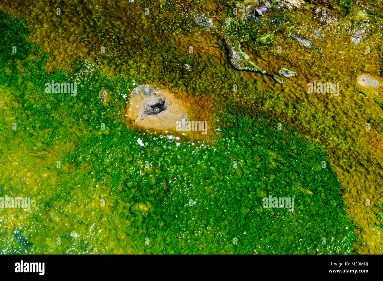 Close up of a multi coloured geothermal river in the Waimangu Volcanic ...