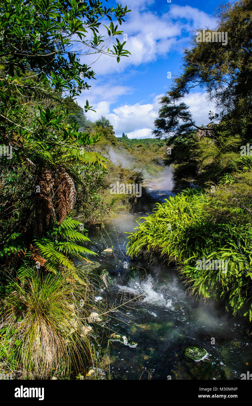 Geothermal river in the waimangu volcanic valley hi-res stock ...