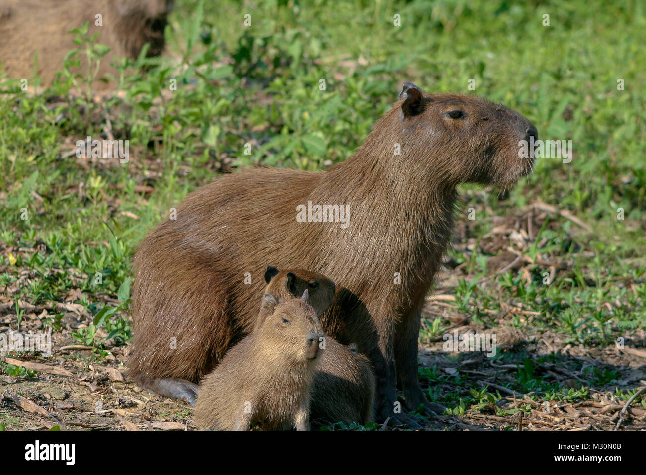 Capybaras (Hydrochoerus hydrochaeris), native to South America, are the largest rodent in the world. Stock Photo