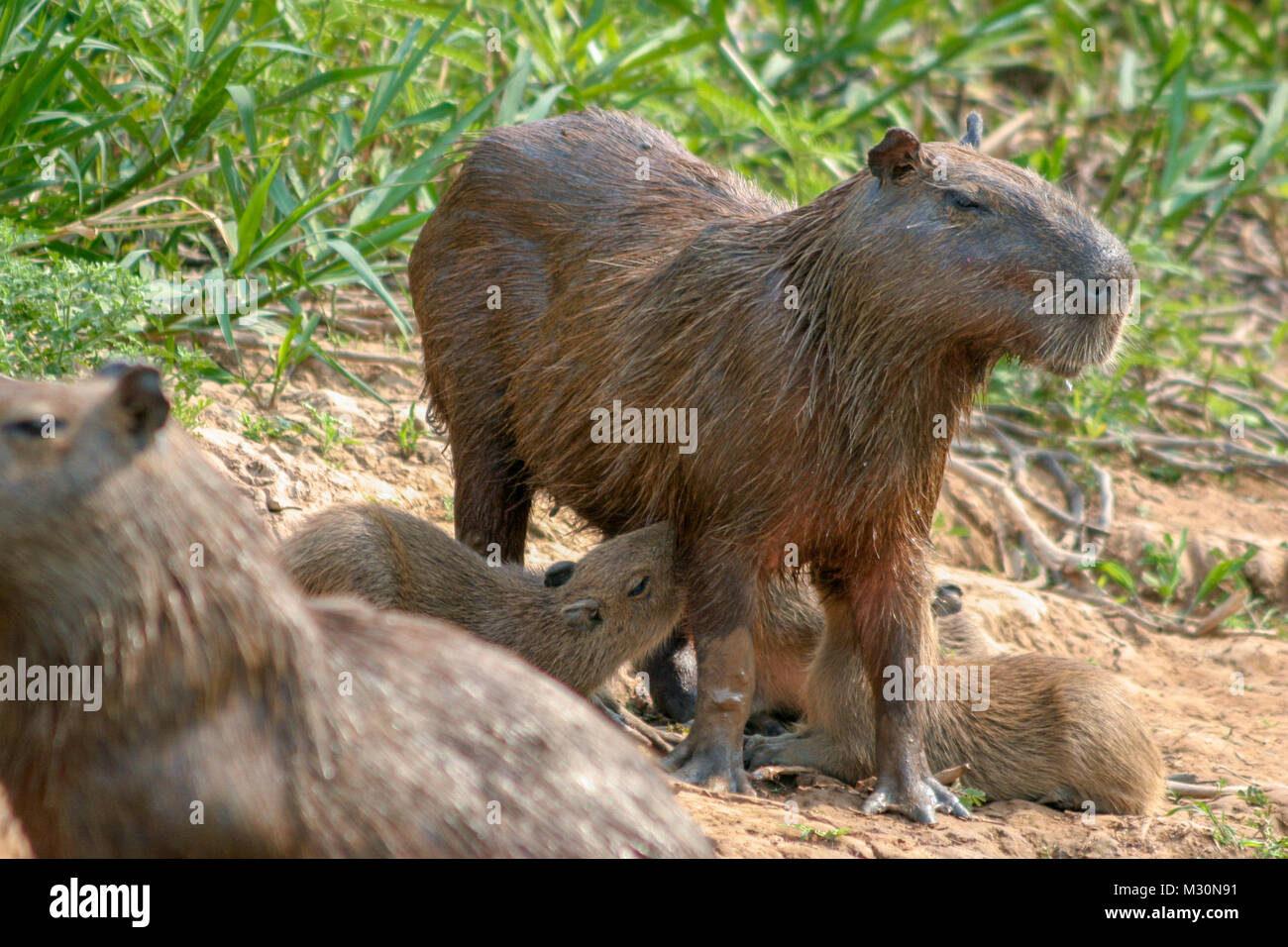 Capybaras (Hydrochoerus hydrochaeris), native to South America, are the largest rodent in the world. Stock Photo
