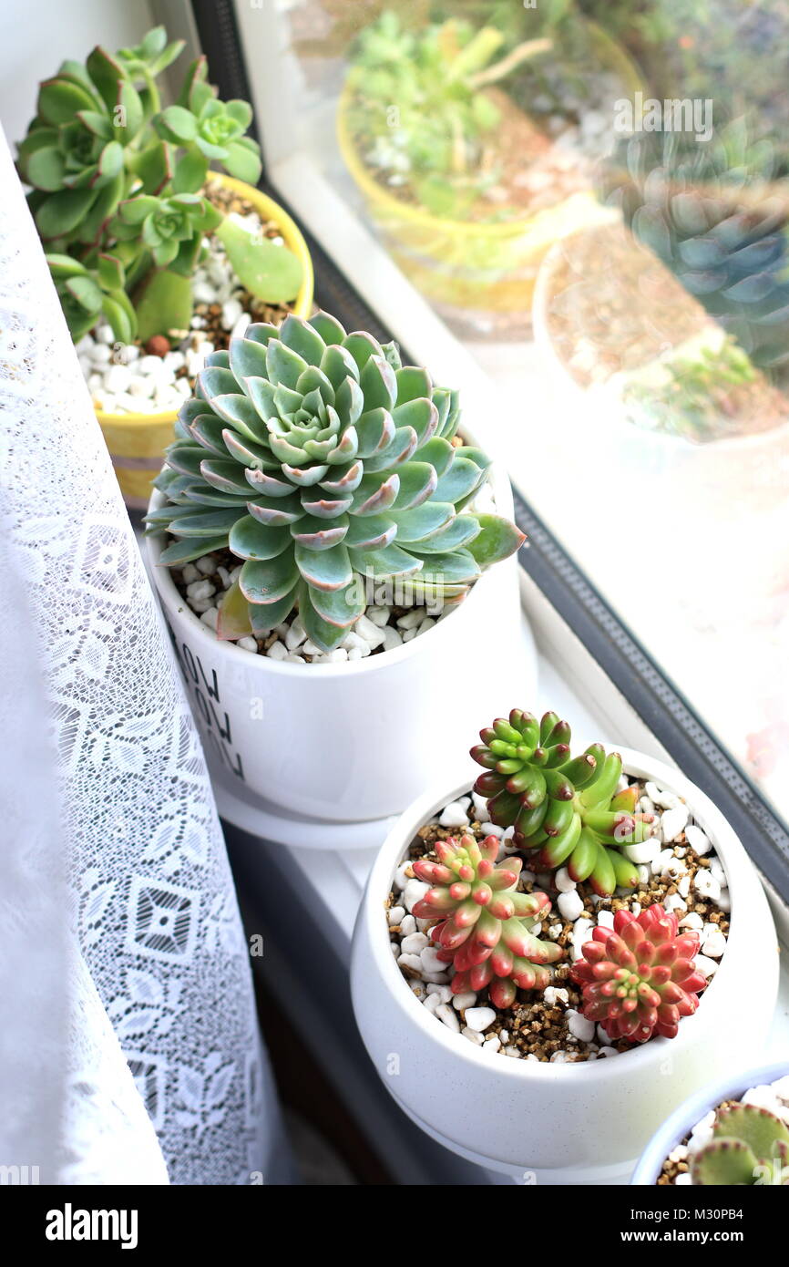 Potted succulents growing near windowsill Stock Photo