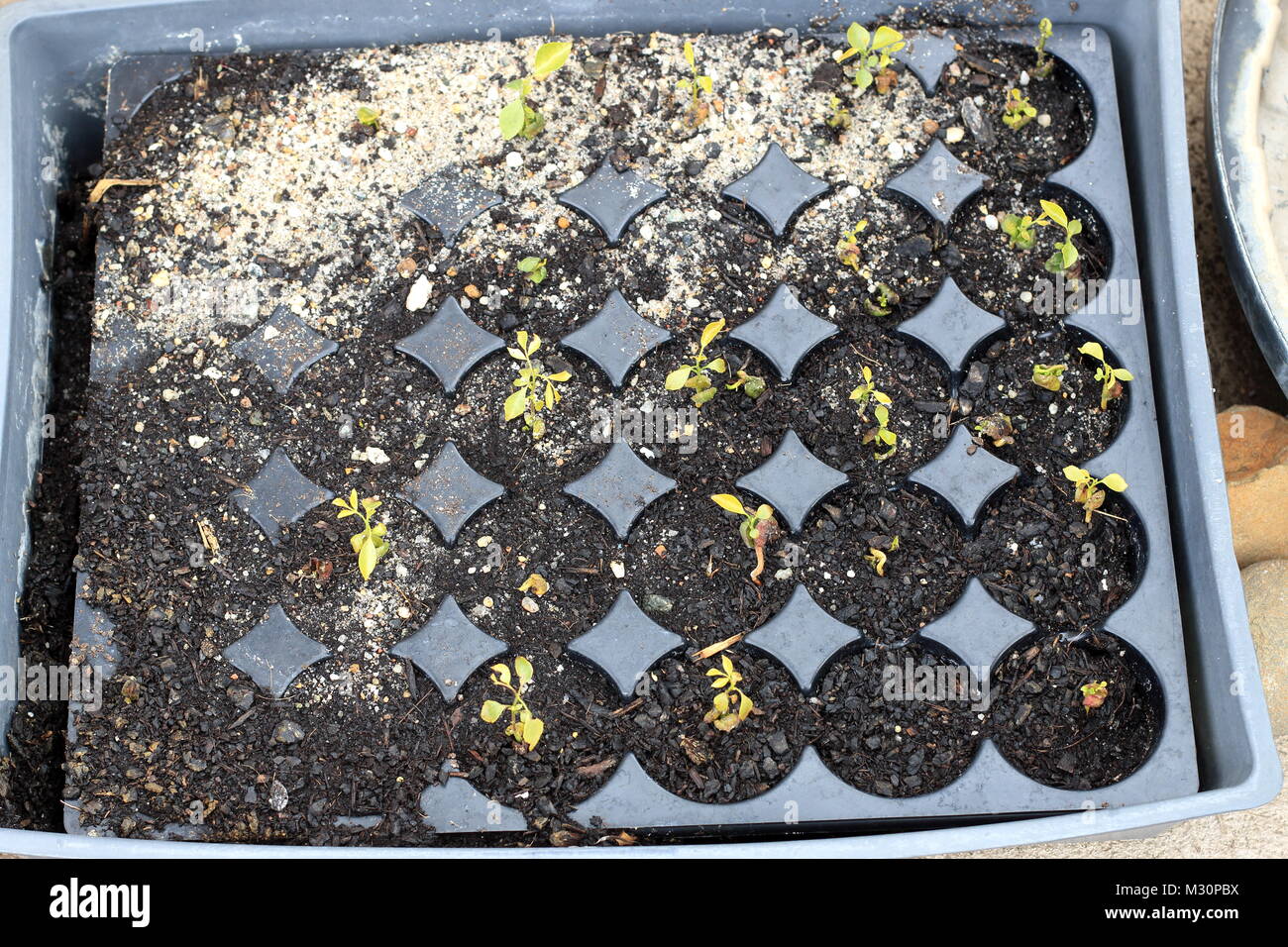 Murraya Koenigii Curry seeds germinating in seed tray Stock Photo