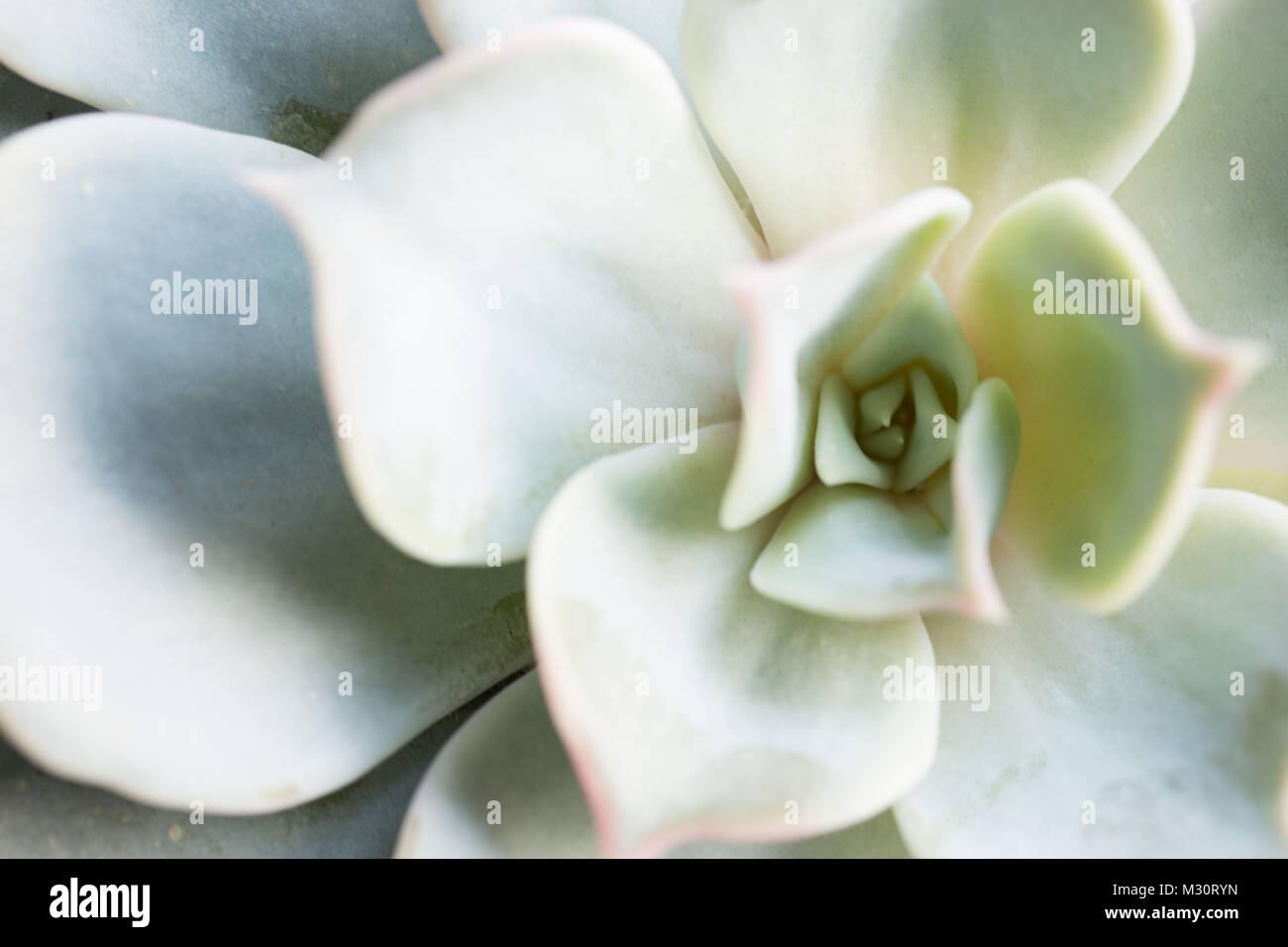 Close-up of Succulent Plant Stock Photo