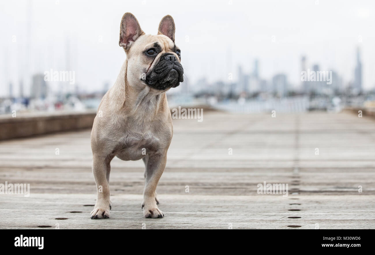 French Bulldog Stock Photo