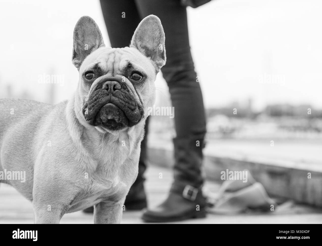 French Bulldog Stock Photo