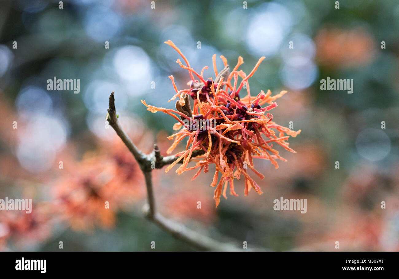 Hamamelis x intermedia 'Aphrodite' flowers Stock Photo Alamy