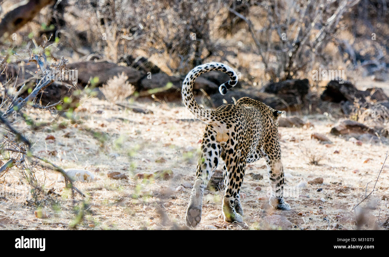 Rear view of an adult African Leopard, Panthera pardus, showing his scrotum and testicles, Buffalo Springs Game Reserve, Samburu,  Kenya, East Africa Stock Photo