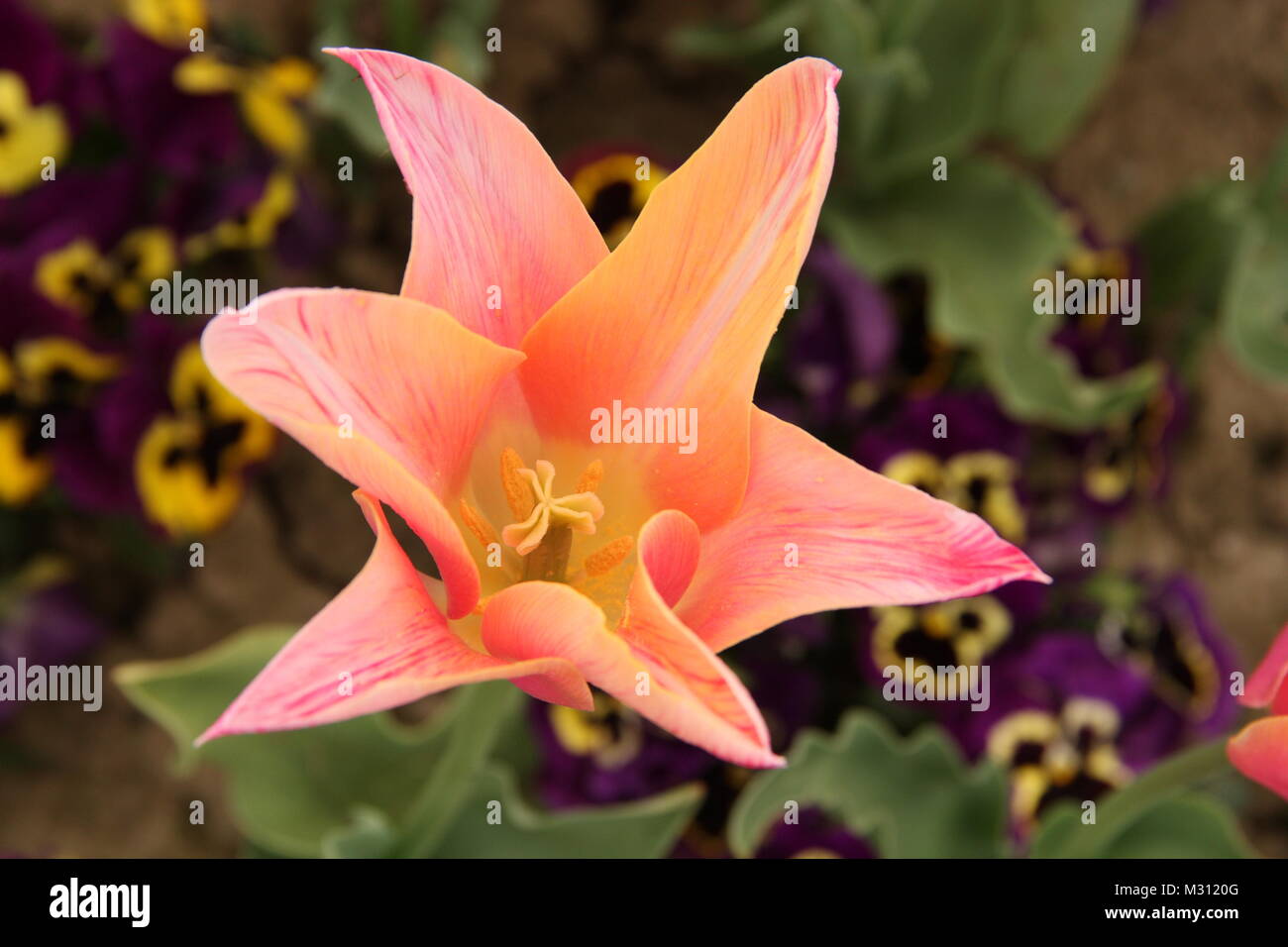 Beautiful spring landscape flowers hi-res stock photography and images ...