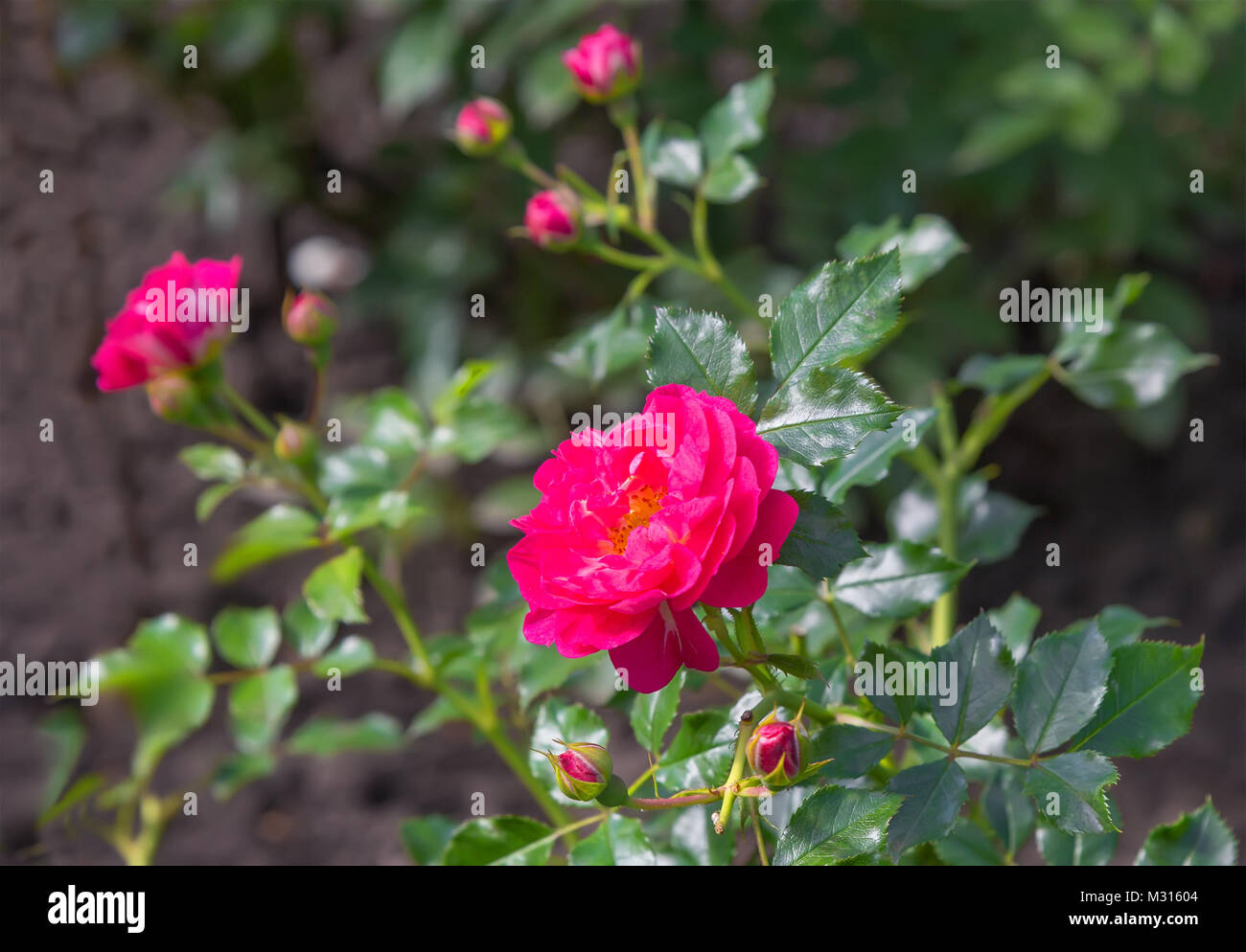 Pink rose flowers in a garden. Stock Photo