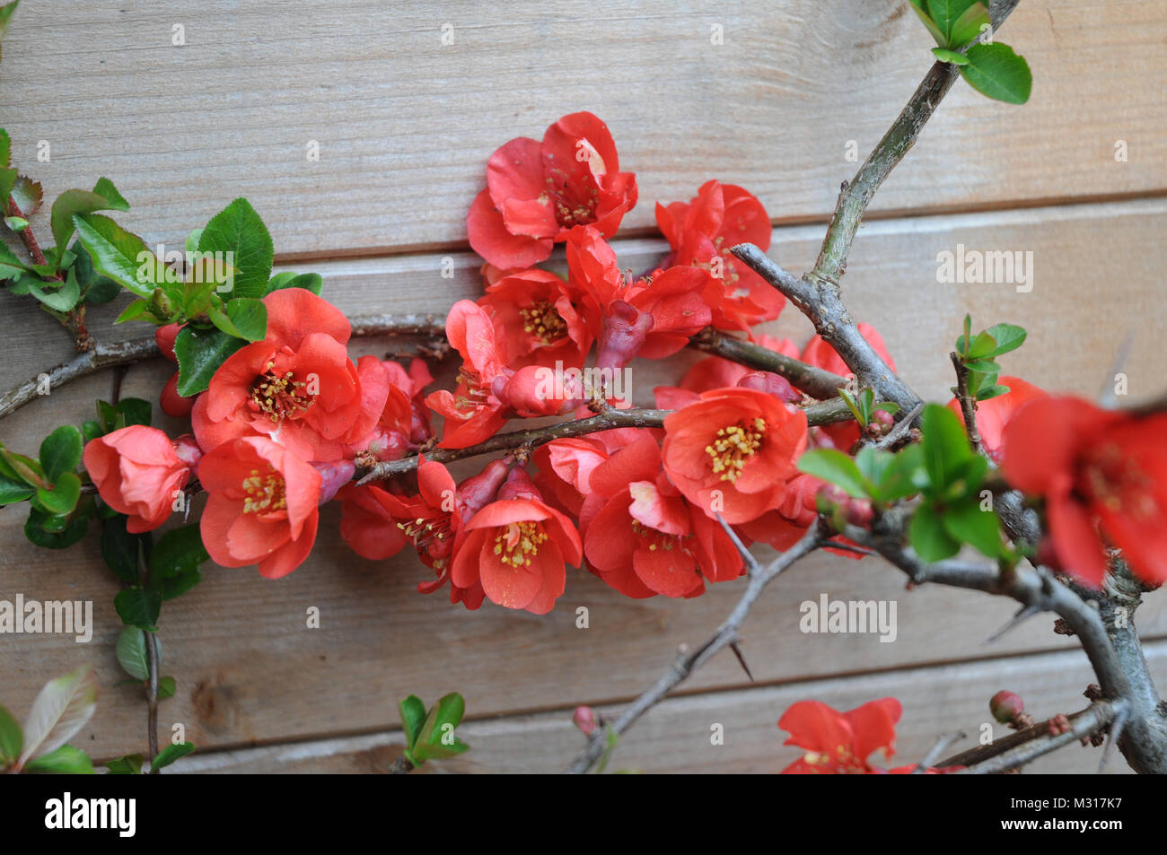 Chaenomeles Crimson and Gold in flower in early spring. A deciduous shrub that is fully hardy Stock Photo