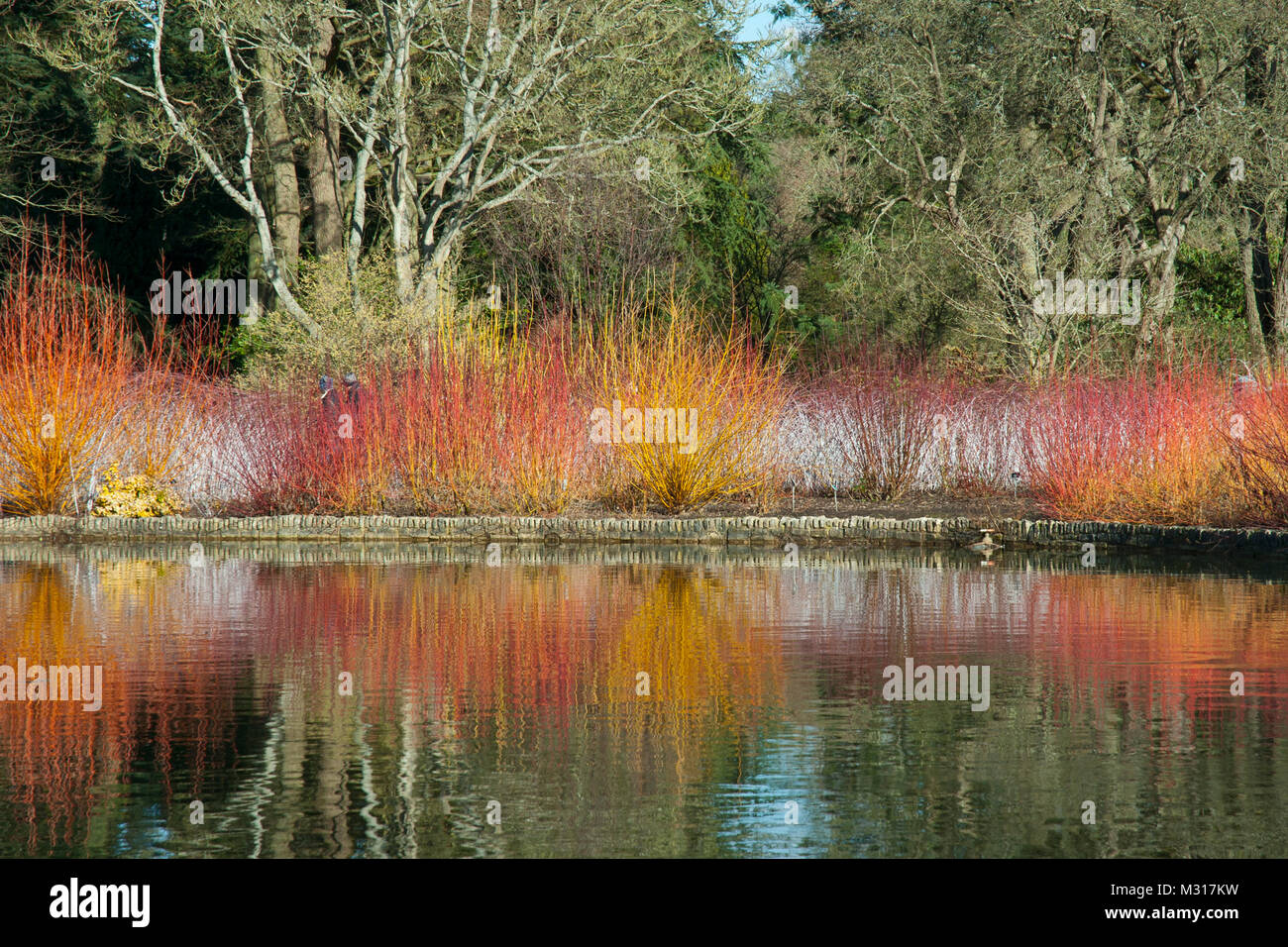 Vivid mixed dogwood/ willow. Cornus sanginea/ 'midwinter fire'. Willow/ 'Golden ness', giving bright winter colour with reflections in the lake. Stock Photo