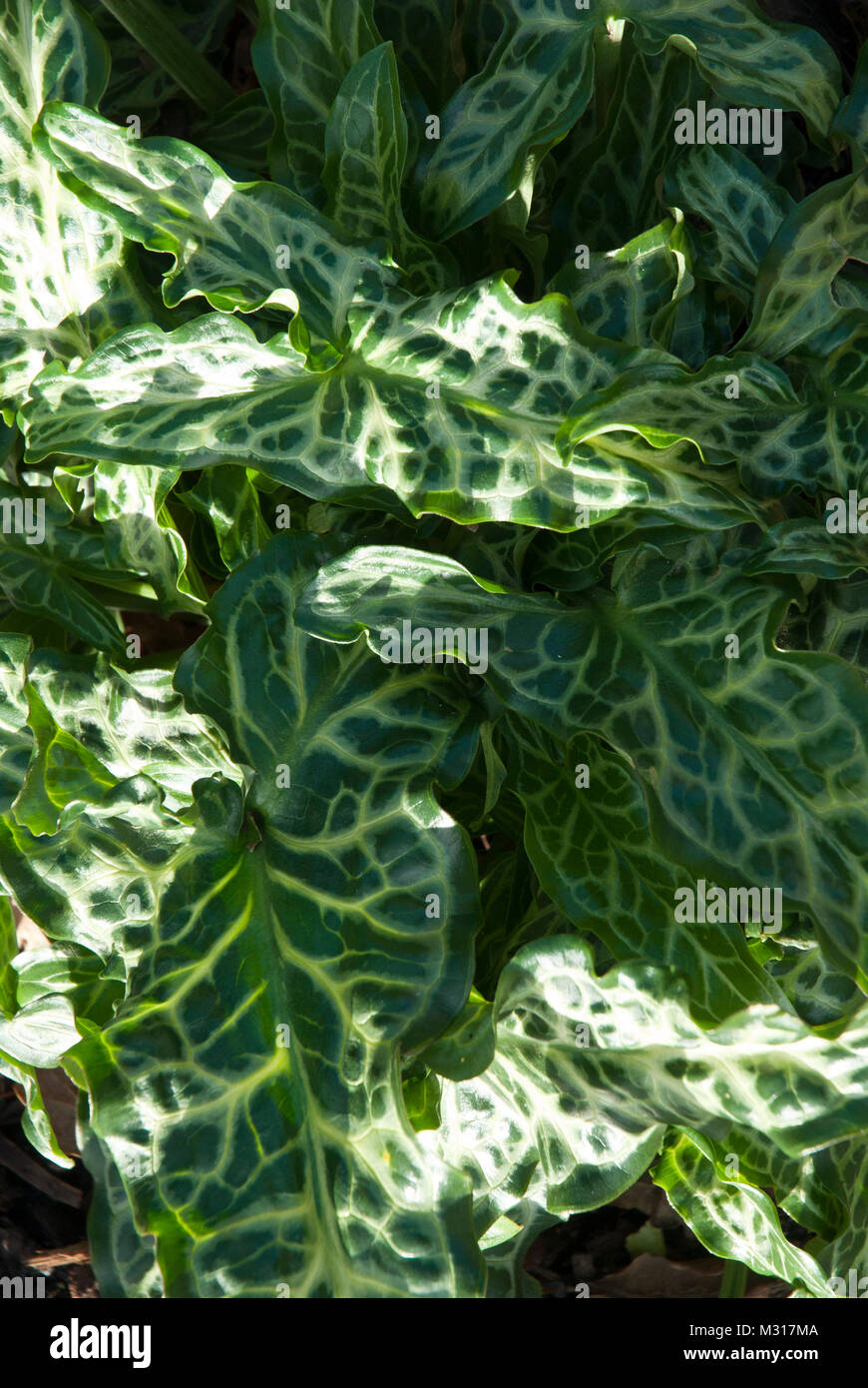 Attractive green foliage with white marbleing and veins. Leaves of the Italian arum 'arum italicum', marmoratum', ground cover in shade/ woodland. Stock Photo