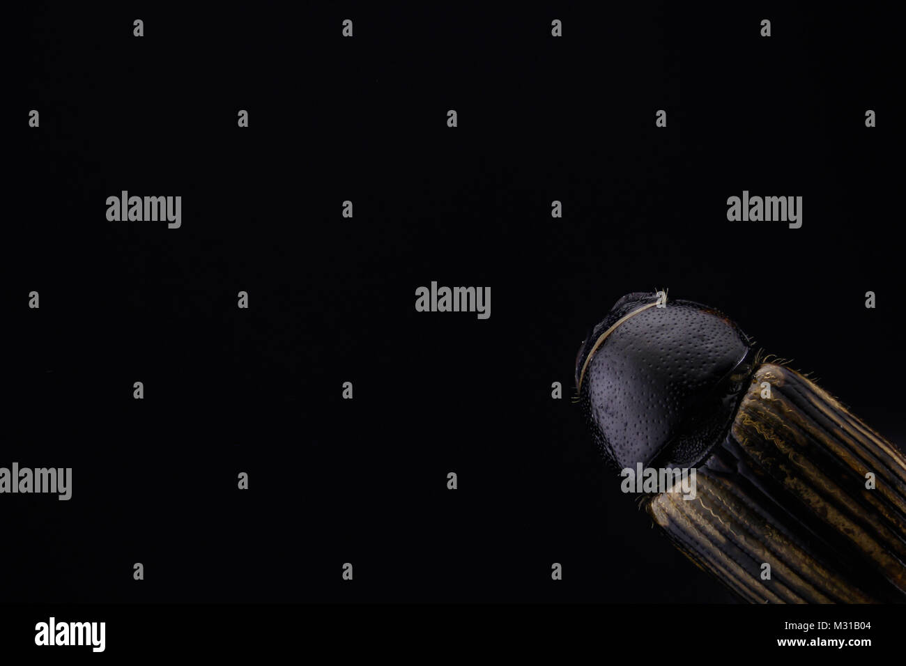 Macro Insect Background Stock Photo - Alamy