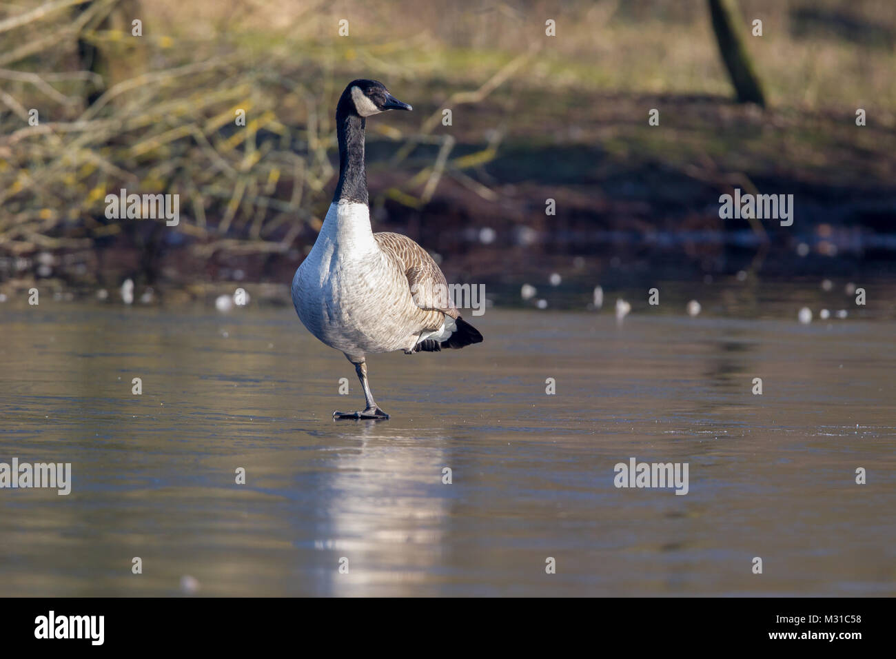 Canada goose (Branta canadensis) sitting on the ice of a frozen lake in the  nature protection area Moenchbruch near Frankfurt, Germany Stock Photo -  Alamy
