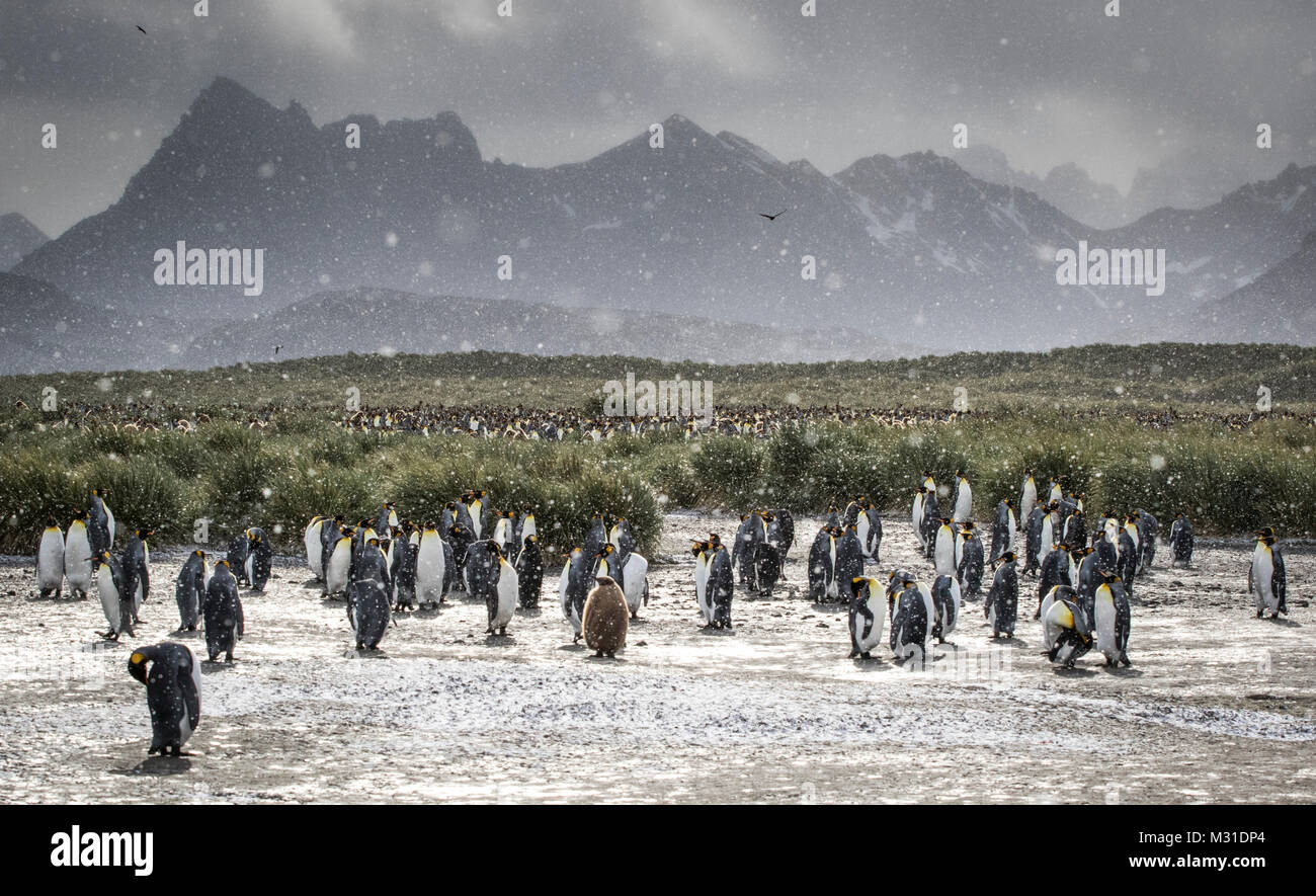 A king penguin rookery on Salisbury Plain, South Georgia, photographed during a snowstorm. Stock Photo