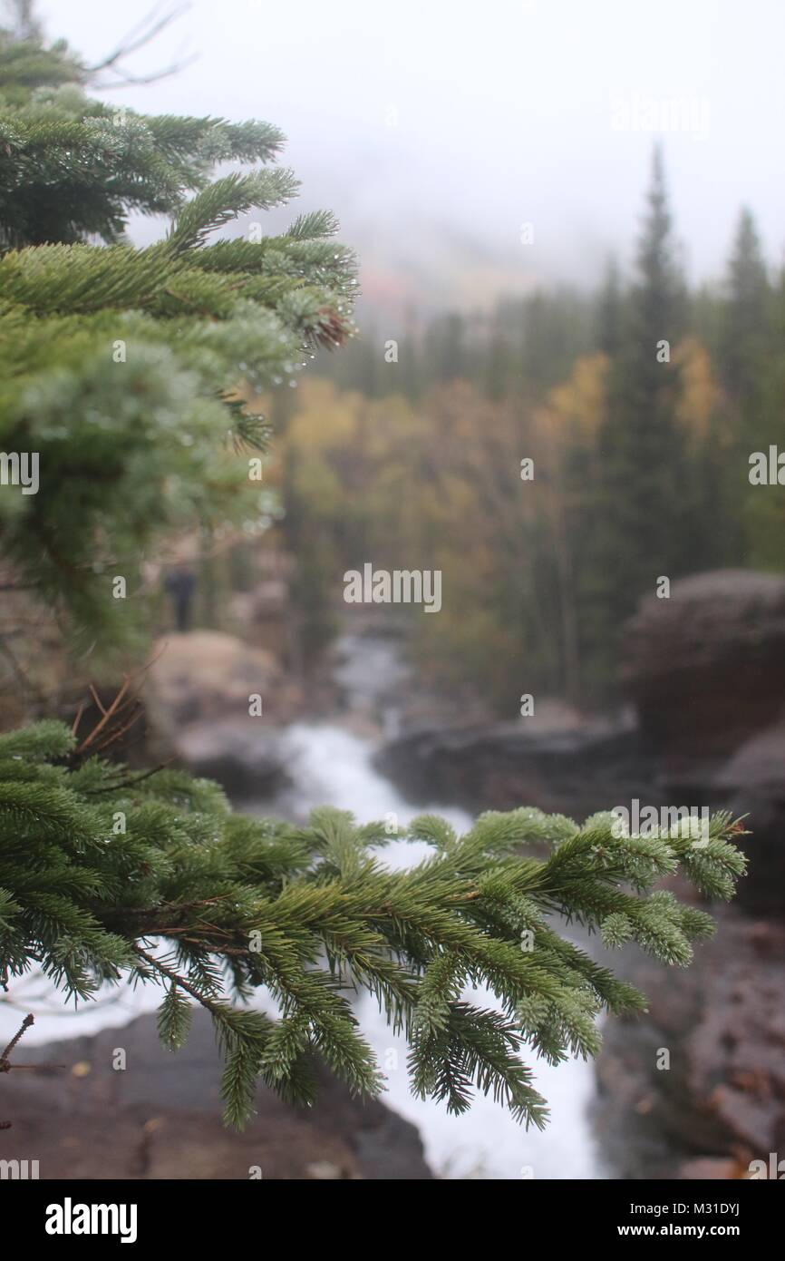 River through Pines Stock Photo Alamy