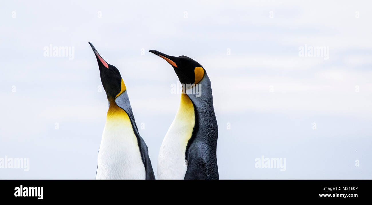 A pair of King Penguins taken at Gold Harbour,  South Georgia. Stock Photo