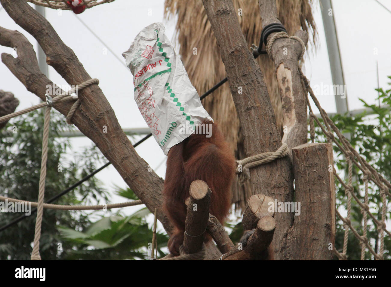 Orang Utan Nikolaus Im Orang Utan Haus Bei Hagenbeck Hamburg