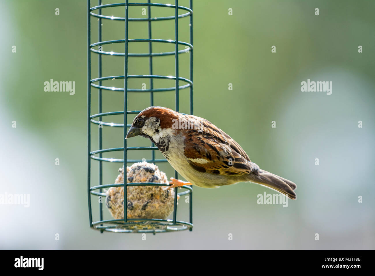 Common Sparrow and bird feeder Stock Photo Alamy