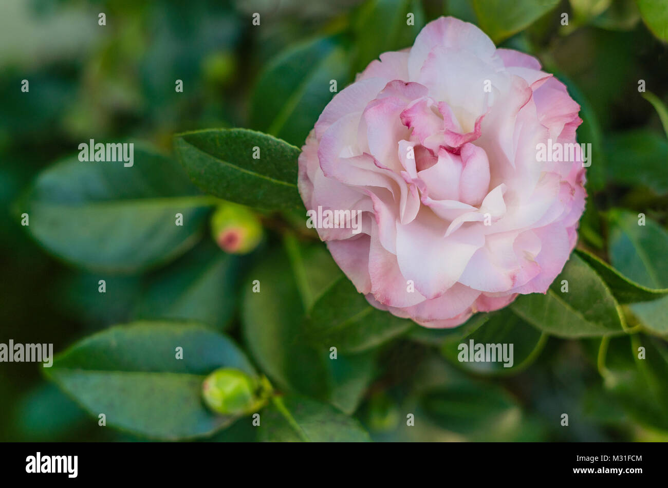 Pink Camellia on bush with dark green leaves behind it. Stock Photo