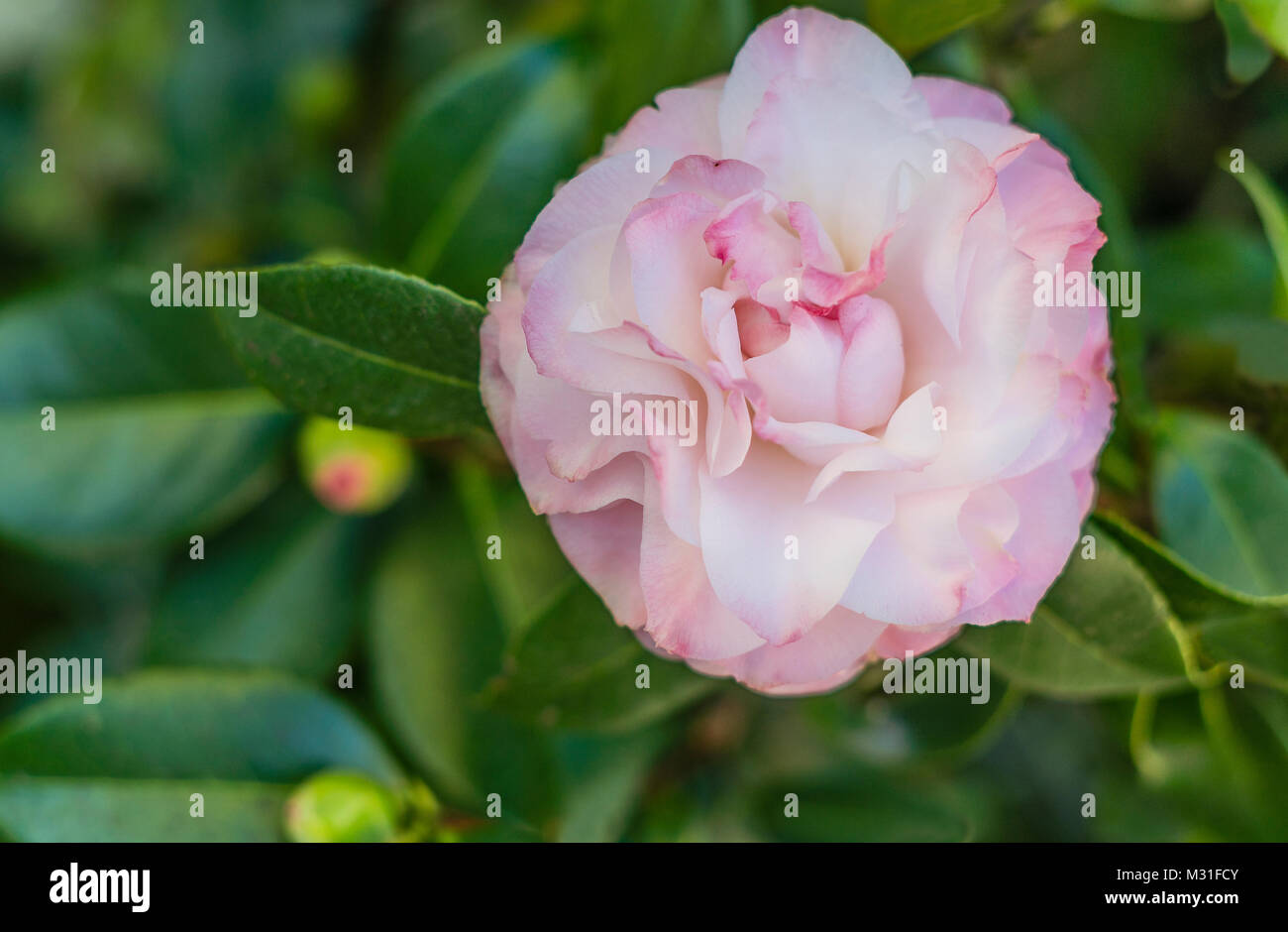 Pink Camellia on bush with dark green leaves behind it. Stock Photo