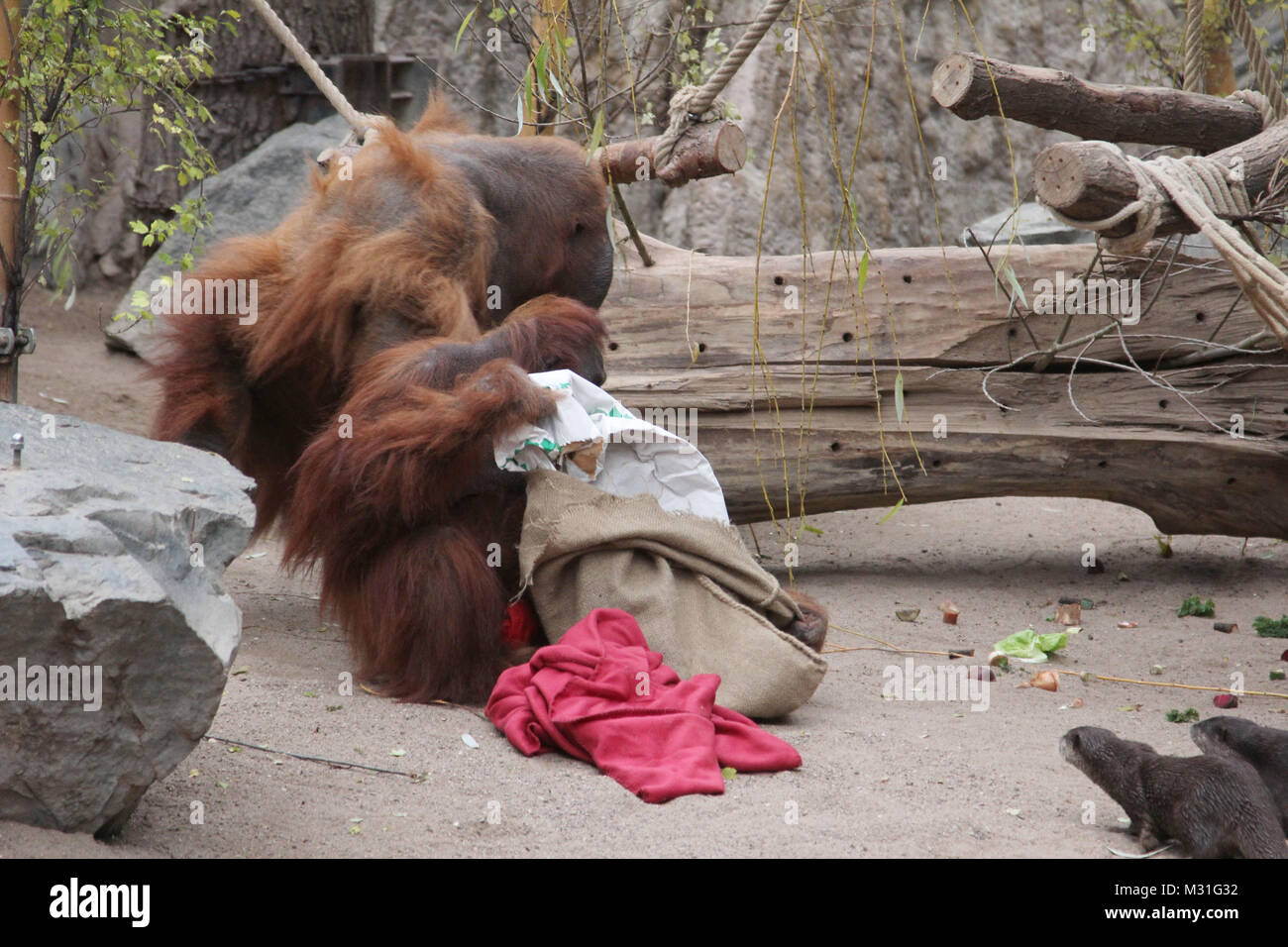 Orang Utan Nikolaus Im Orang Utan Haus Bei Hagenbeck Hamburg