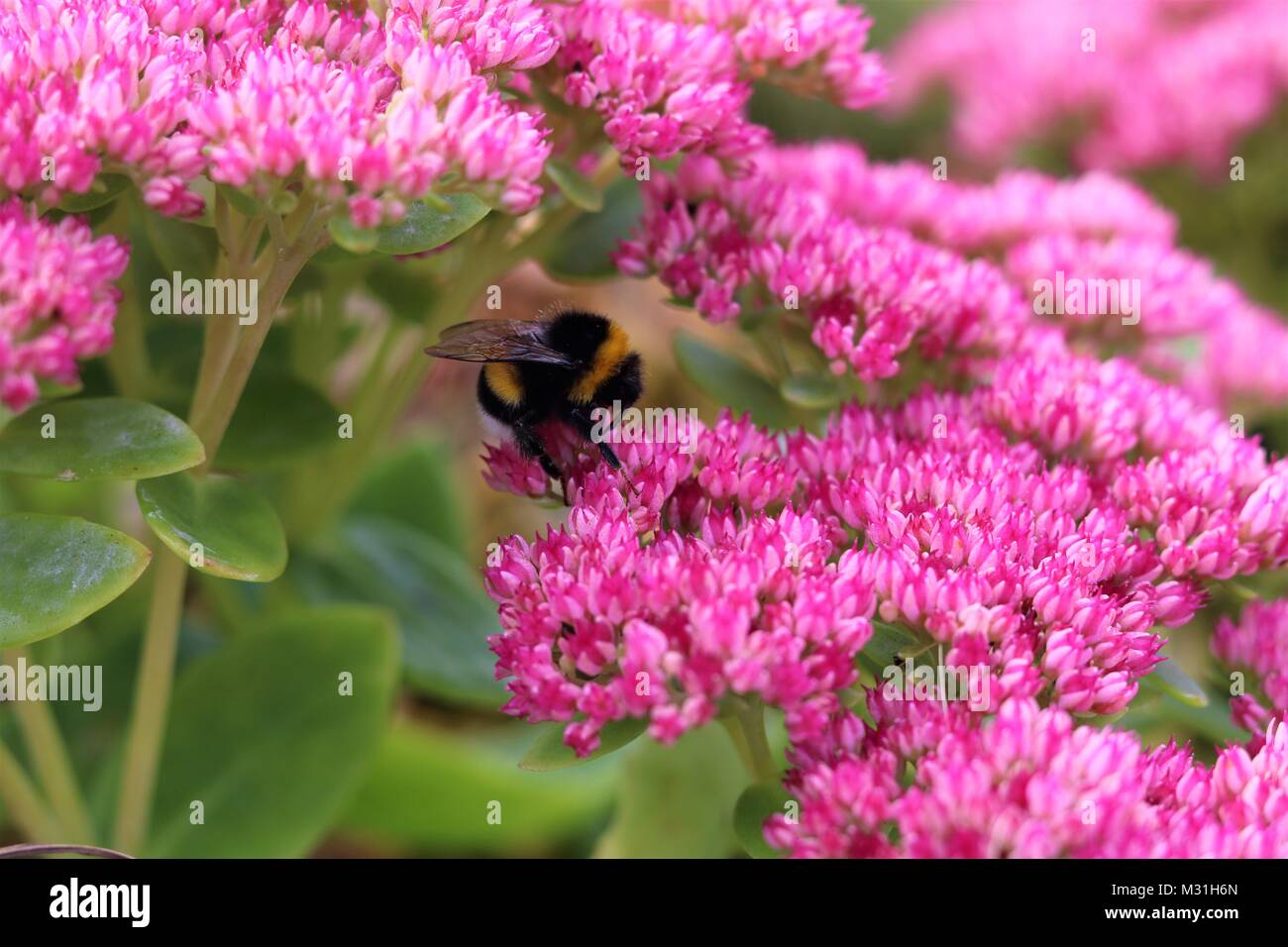 Busy bumblebee collecting pollen on pretty pink flowers Stock Photo