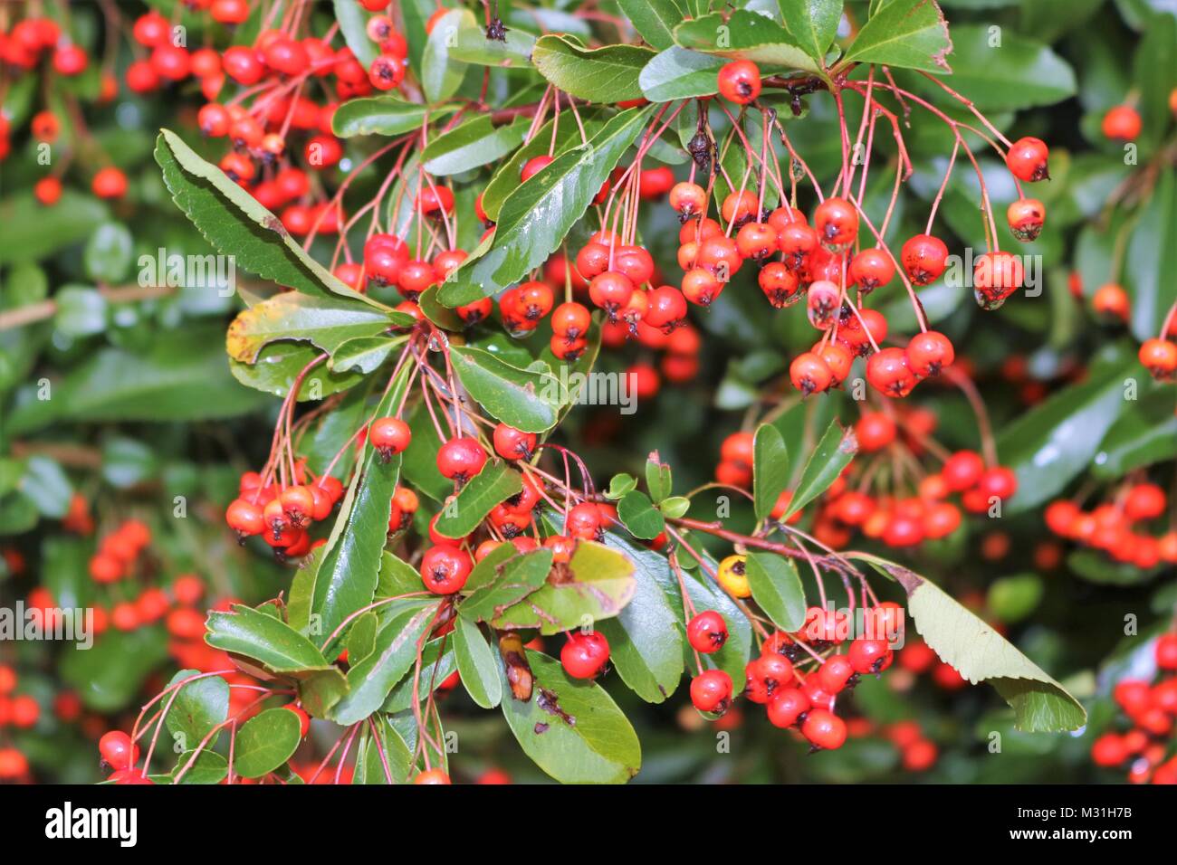 Skimmia japonica Reevesiana in Berry, Red berries and green leaves in Autumn Stock Photo