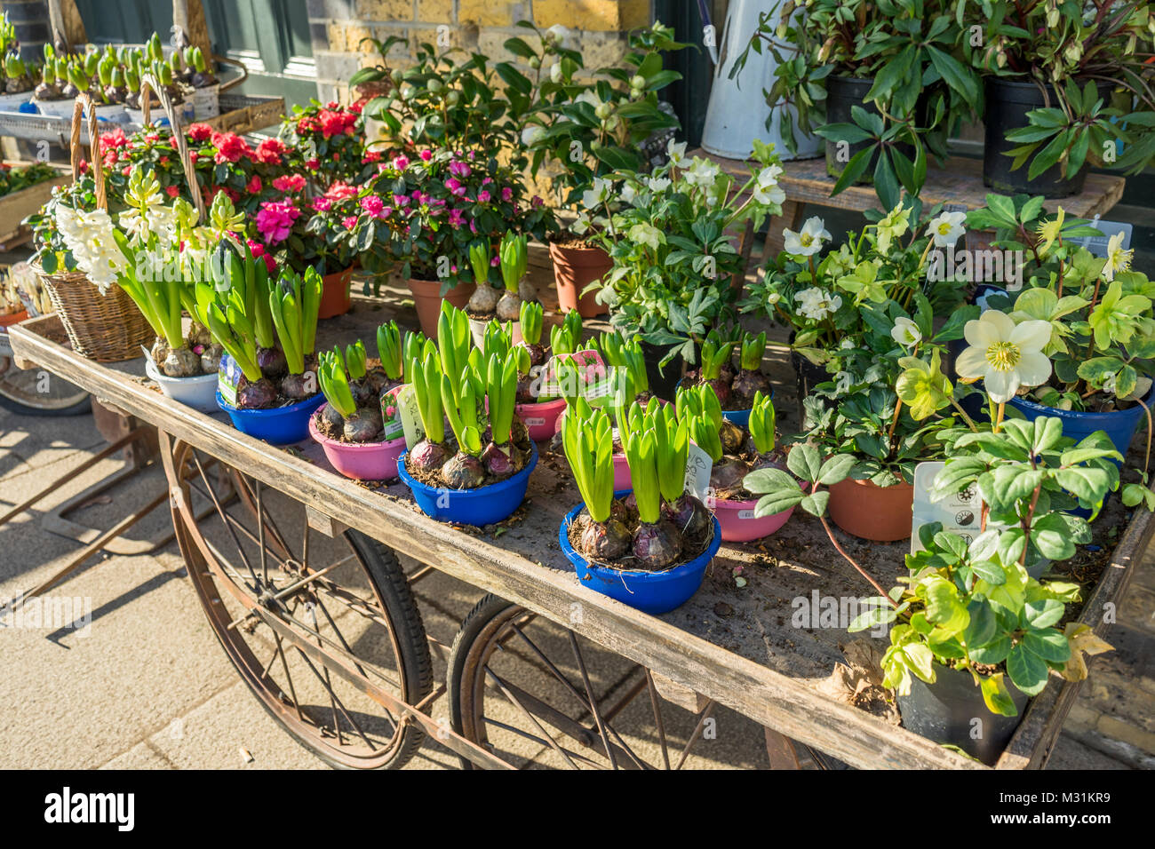 Hyacinth plants before flowering in brightly coloured pots on a wooden cart in a flower/ plant shop Stock Photo