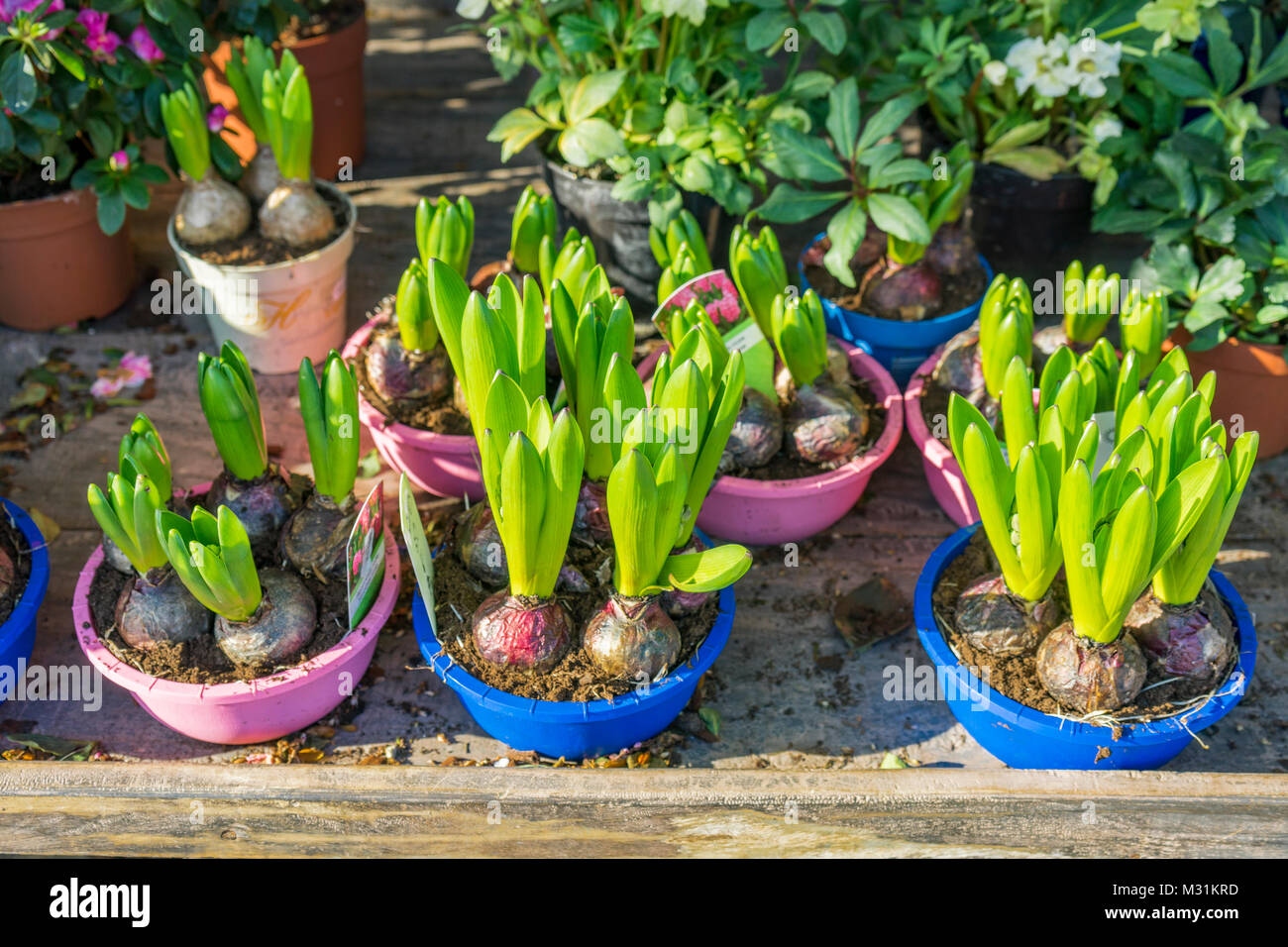 Hyacinth plants (Hyacinthus) before flowering placed in brightly coloured pots Stock Photo
