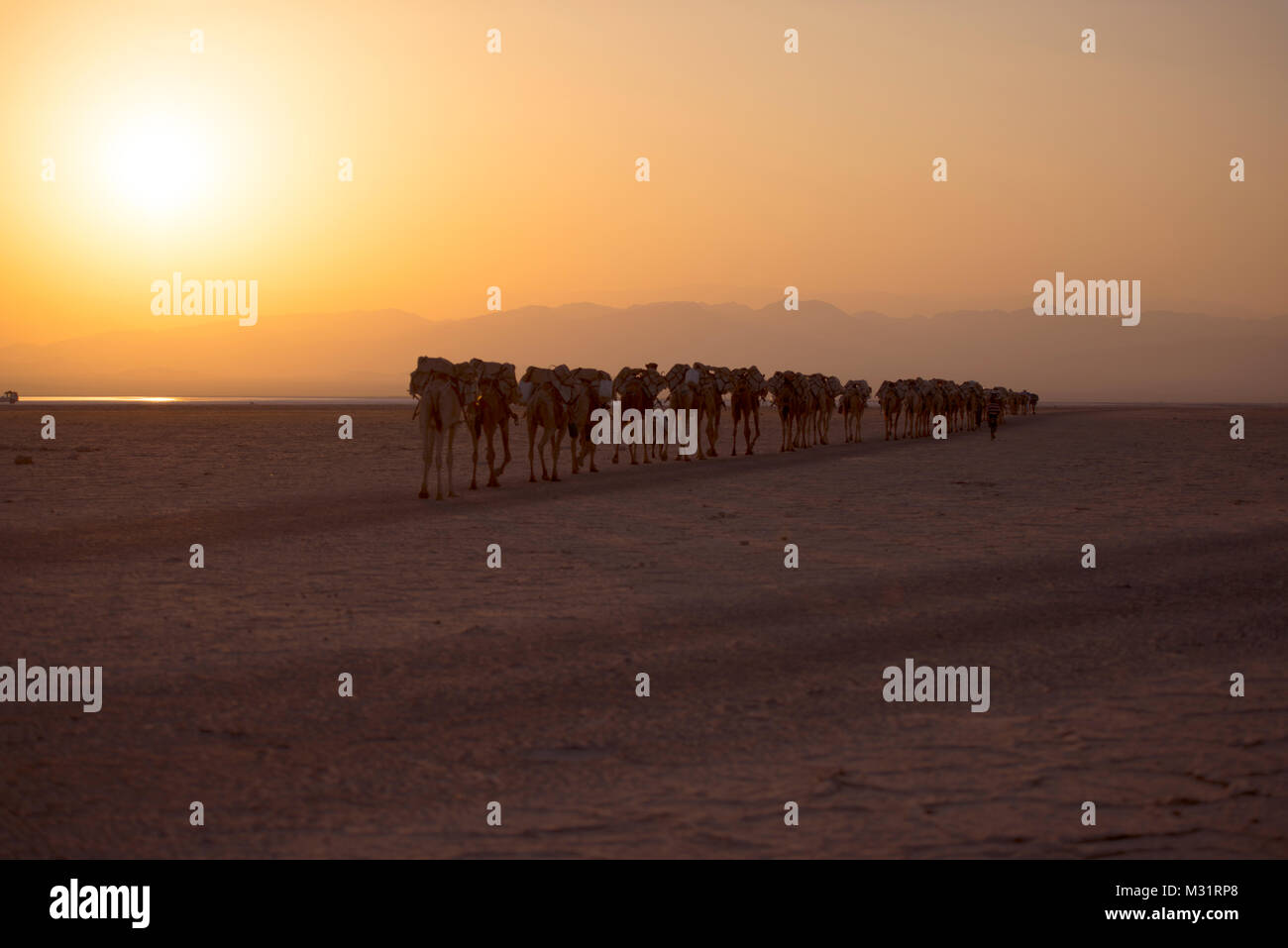 An Afar camel caravan treks through the sunset in the Danakil Desert. Stock Photo
