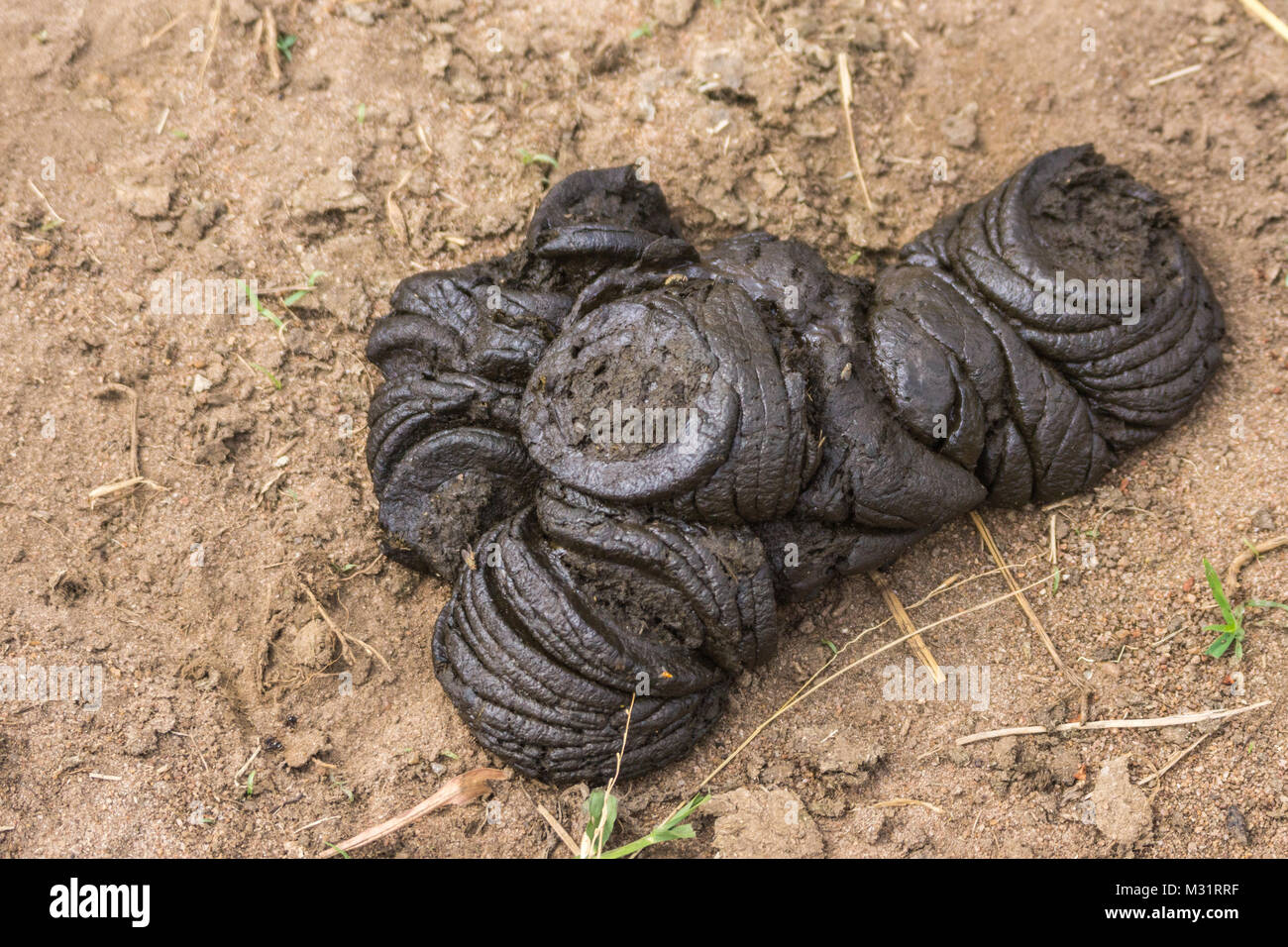 Coorg, India - October 29, 2013: Dubare Elephant Camp. Closeup of Heap of dark brown elephant dung on pale brown dirt. Stock Photo